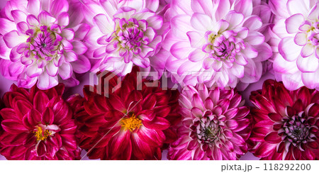 Purple abstract dahlia background lined with rows of flowers. Floral Greeting card. Nature trendy decorative design. Nature concept. Flat lay. Purple abstract dahlia background lined with rows of flowers. Floral Greeting card. Nature trendy decorative design. Nature concept. Flat lay. 118292200