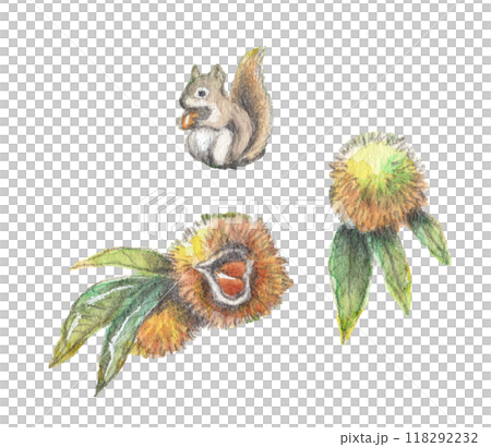 いがぐりと栗の実とリスの手描き水彩画素材セット 118292232