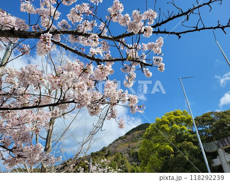 春の訪れを告げる満開の桜 春の訪れを告げる満開の桜 118292239