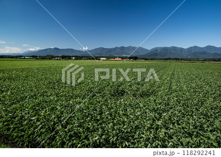 日高連山と大豆畑 日高連山と大豆畑 118292241
