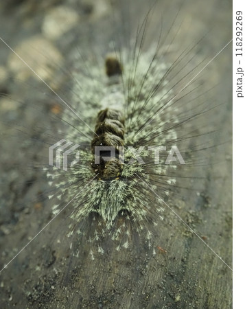 アカヒゲドクガの幼虫　（縦） 118292269