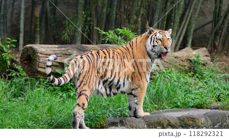 竹林とアムールトラ 118292321
