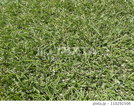 肥料をまいた刈高2cmの芝生 肥料をまいた刈高2cmの芝生 118292506