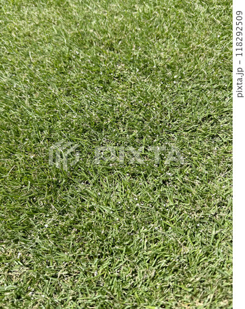 肥料をまいた刈高2cmの芝生 肥料をまいた刈高2cmの芝生 118292509