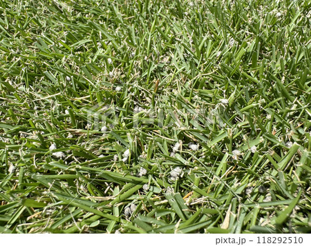 肥料をまいた刈高2cmの芝生 118292510