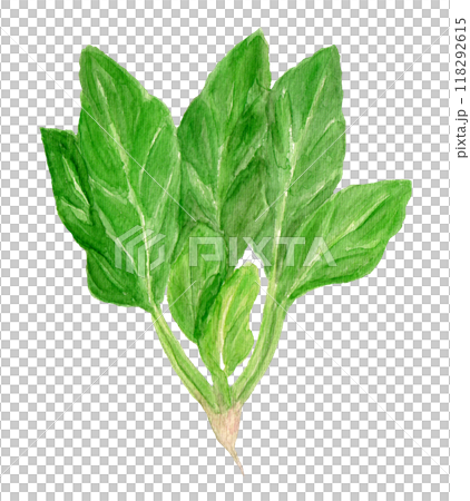 大和關越菠菜手繪水彩插圖 118292615