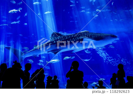 沖縄県、美ら海水族館の黒潮の海水槽を泳ぐジンベイザメ 118292623