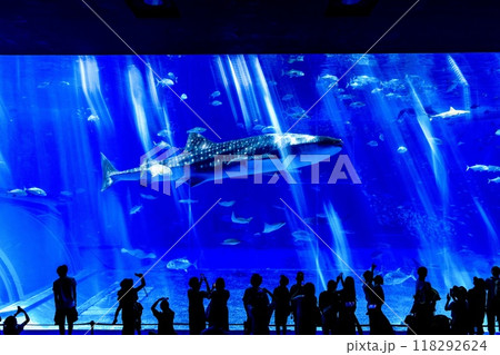 沖縄県、美ら海水族館の黒潮の海水槽を泳ぐジンベイザメ 118292624