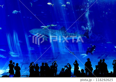 沖縄県、美ら海水族館の黒潮の海水槽を泳ぐジンベイザメ 118292625