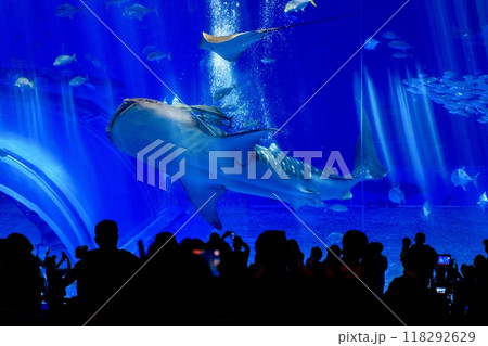 沖縄県、美ら海水族館の黒潮の海水槽を泳ぐジンベイザメ 118292629