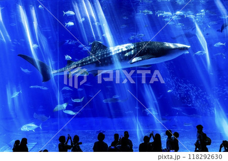 沖縄県、美ら海水族館の黒潮の海水槽を泳ぐジンベイザメ 118292630