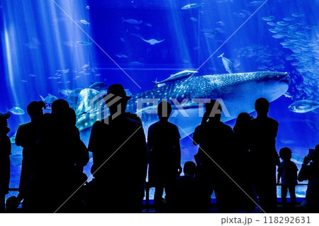 沖縄県、美ら海水族館の黒潮の海水槽を泳ぐジンベイザメ 沖縄県、美ら海水族館の黒潮の海水槽を泳ぐジンベイザメ 118292631