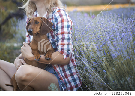 dachshund with his owner in a sunny summer lavender park 118293042
