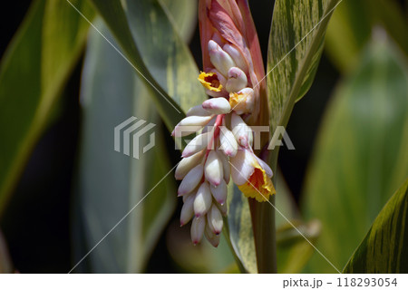 アルピニア・ビッタータ 118293054