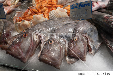 Tree John Dory Fish also known as St.Pierre of the Ice Table 118293149