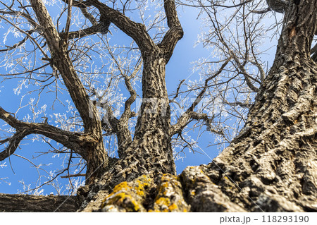 Old oak trunk Old oak trunk 118293190