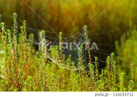 コキア畑、朝露に日が当たり、輝くクモの巣 コキア畑、朝露に日が当たり、輝くクモの巣 118293712