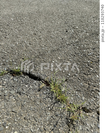 アスファルトの割れ目から生えた雑草 118293740