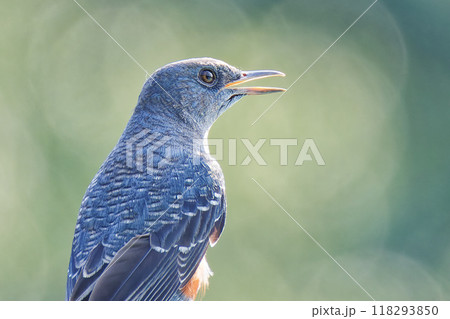 イソヒヨドリ雄の若鳥 イソヒヨドリ雄の若鳥 118293850