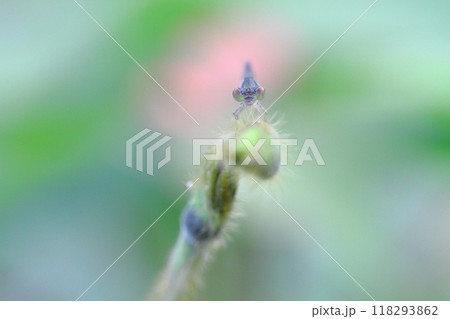 クロイトトンボ 118293862