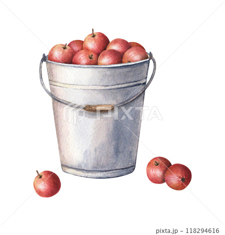 Metal garden bucket filled with fresh juicy apple fruits. Hand drawn botanical composition. Watercolor illustration isolated on white. For clip art cards menu label package Metal garden bucket filled with fresh juicy apple fruits. Hand drawn botanical composition. Watercolor illustration isolated on white. For clip art cards menu label package 118294616