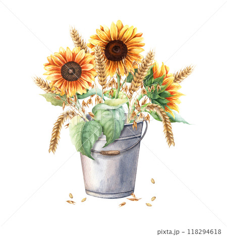 Bouquet of yellow sunflowers, oat branches and ears of wheat, cereal in metal garden bucket. Hand drawn composition. Watercolor illustration isolated on white. For clip art cards menu label package 118294618