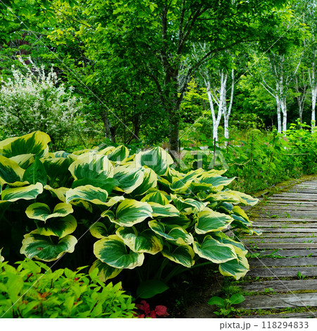 北海道 十勝ヒルズ 北海道 十勝ヒルズ 118294833