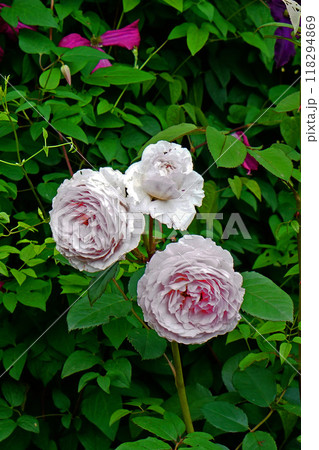 北海道 十勝ヒルズ 北海道 十勝ヒルズ 118294869