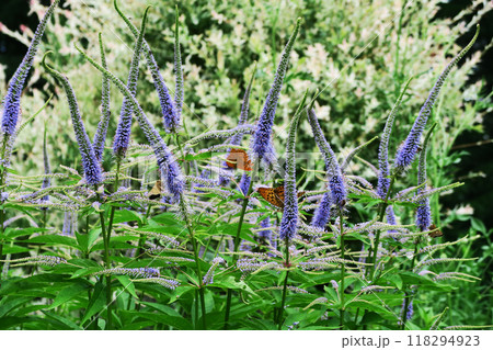 北海道 十勝ヒルズ 北海道 十勝ヒルズ 118294923