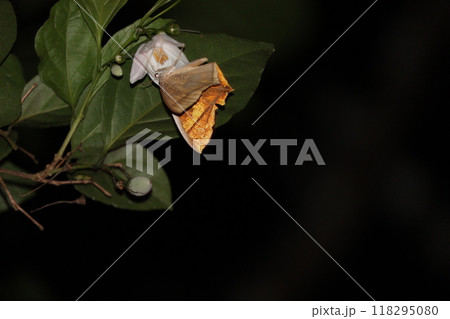 エゴノキの花に来たキマダラツバメエダシャク エゴノキの花に来たキマダラツバメエダシャク 118295080