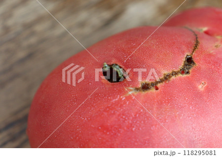 トマトを食害している芋虫 118295081