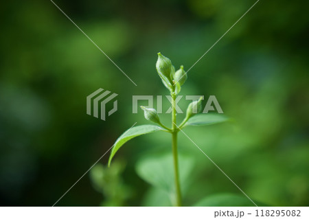 5月2日(2024)梅花空木の蕾。花言葉は「気品」「回想」「香気」。 118295082