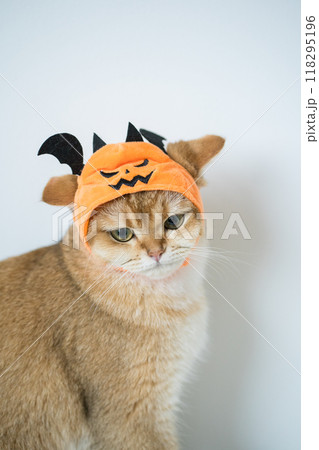 close up gold british cat with wearing pumpkin halloween concept close up gold british cat with wearing pumpkin halloween concept 118295196