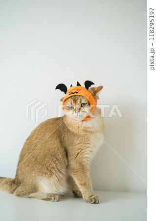 close up gold british cat with wearing pumpkin halloween concept close up gold british cat with wearing pumpkin halloween concept 118295197