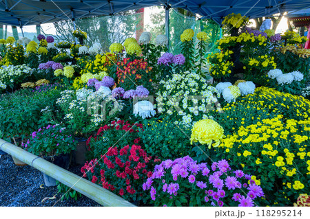 美しい菊の花クローズアップ 菊祭り風景 青井阿蘇神社(国宝)人吉市 美しい菊の花クローズアップ 菊祭り風景 青井阿蘇神社(国宝)人吉市 118295214