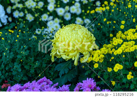 美しい菊の花クローズアップ　菊祭り風景　青井阿蘇神社（国宝）人吉市 118295216