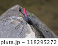 トンボ とんぼ ドラゴンフライ 118295272