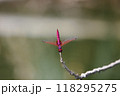 トンボ とんぼ ドラゴンフライ 118295275