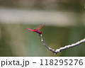 トンボ とんぼ ドラゴンフライ 118295276