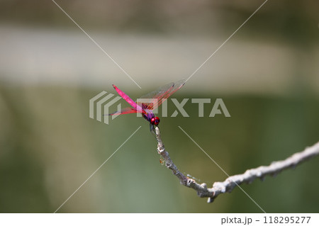 トンボ とんぼ ドラゴンフライ 118295277