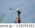 トンボ とんぼ ドラゴンフライ 118295282