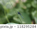 トンボ とんぼ ドラゴンフライ 118295284