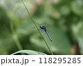 トンボ とんぼ ドラゴンフライ 118295285