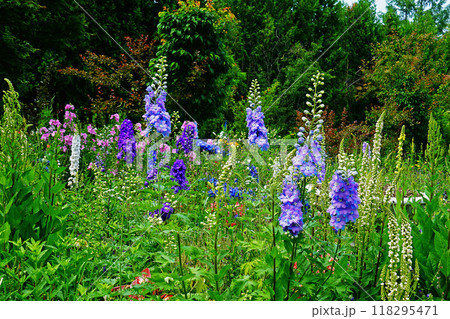 北海道　紫竹ガーデン 118295471