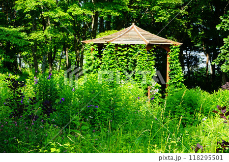 北海道　紫竹ガーデン 118295501