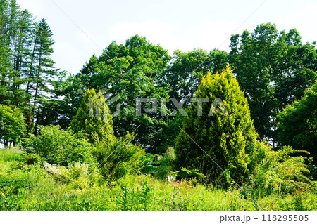 北海道 紫竹ガーデン 北海道 紫竹ガーデン 118295505