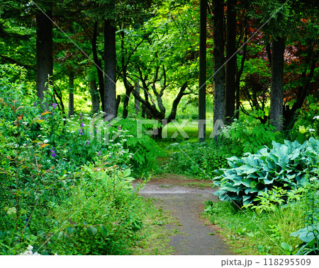 北海道　紫竹ガーデン 118295509