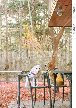ビーグル犬と紅葉の絨毯が綺麗なテラス席 118296052