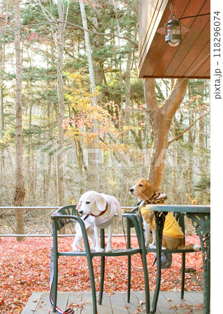 ビーグル犬と紅葉の絨毯が綺麗なテラス席 118296074