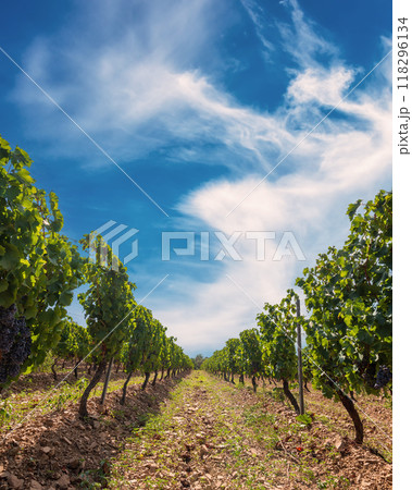 Rows of a vineyard with mountains in the background. Agriculture. 118296134